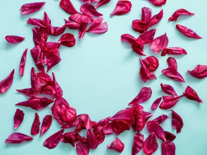 Red burgundy peony petals flat lay in round shape. Flower petals with copy space for text or design