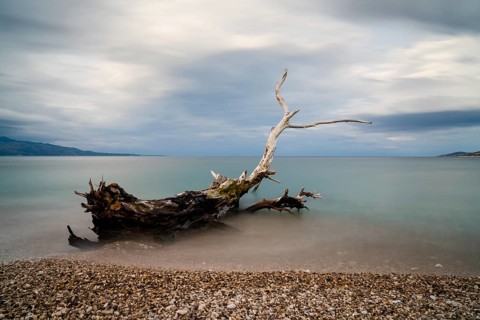 Old driftwood tree on a rocky beach with turquoise water behind under an overcast sky