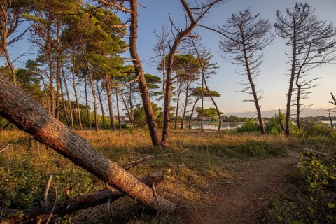 Landscape shot by the sea with pine forest on the coast. Morning atmosphere at sunrise in a