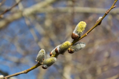 Branch of a blooming palm catkin, Austria