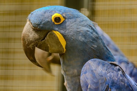 Portrait of a Hyacinth Macaw in Straubing Zoo, Lower Bavaria