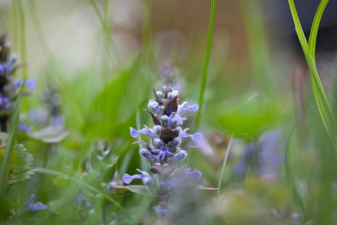 Blue bugle (Ajuga reptans) in a meadow, Leoben, Styria, Austria