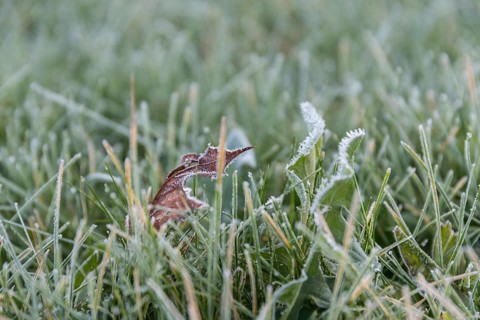 Dry leaves and frosty frost on dandelions and blades of grass