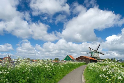 Wild flowers in front of windmills at the Dutch Zaanse Schans