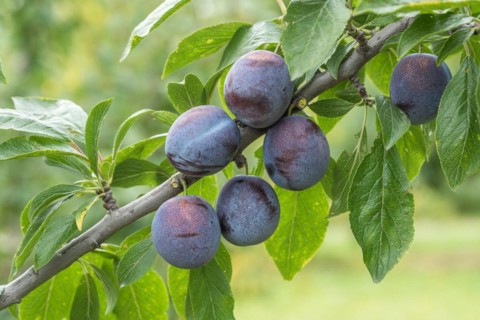 Plum (Prunus domestica 'Anna Späth'), Bundessortenamt Prüfstelle Wurz, Germany