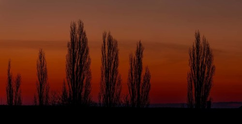 Poplars in front of a red sky at sunrise, Timmerlah, Braunschweig, Lower Saxony, Germany