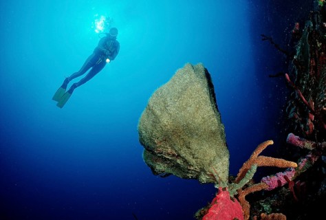 Coral reef and divers, Catalina, Caribbean Sea, Dominican Republic