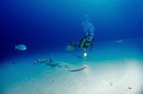 Common guitarfish and diver, Rhynchobatus djiddensis, Maldives, Indian Ocean, Ari Atoll