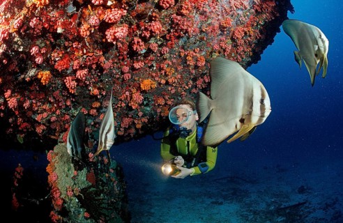 Longfin batfish and diver on a shipwreck, Platax teira, Maldives, Indian Ocean, Ari Atoll