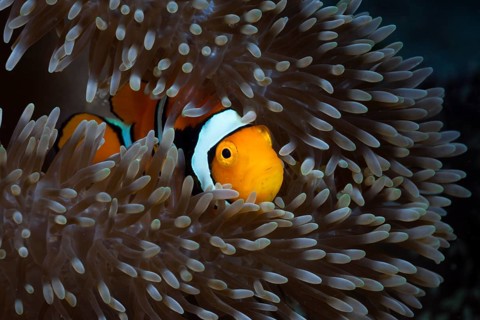 Clown anemonefish in sea anemone, Amphiprion percula, Cenderawasih Bay, West Papua, Indonesia