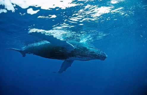 Humpback whale, calf, Megaptera novaeangliae, Silverbanks, Caribbean Sea, Dominican Republic