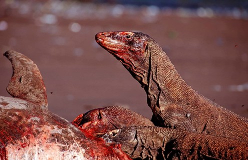 Komodo dragons eat dead dolphin, Varanus komodoensis, Rinca, Komodo National Park, Indonesia