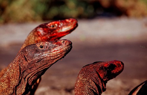 Komodo dragons eat dead dolphin, Varanus komodoensis, Rinca, Komodo National Park, Indonesia