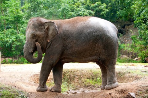 The Asian or Asiatic Elephant (Elephas maximus) is the only living species of the genus Elephas and