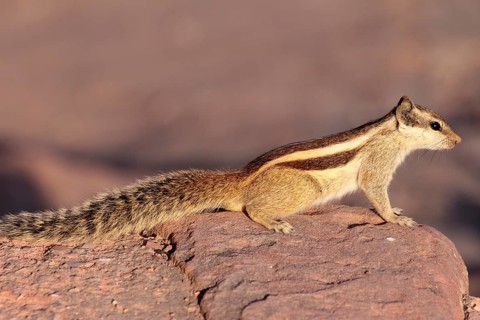 Close-up photo of chipmunk in India