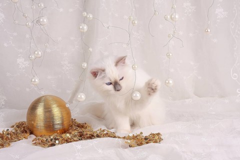 SACRED CAT OF BIRMA, BIRMAN CAT, LITTER, KITTEN, PLAYS WITH BEADS, SACRED CAT OF BIRMA