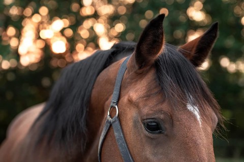 Portrait of a dark brown horse with a white spot on forehead, looking down with sad eyes, an image