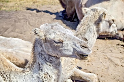 Bactrian brown camels on the background of sand