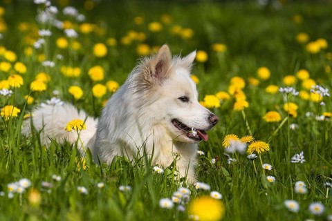 Icelandic dog on a spring meadow