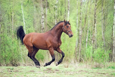 Cantering bay horse. spring