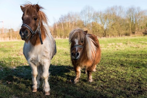 Two pony horses at the Belgian countryside near Zoutleeuw