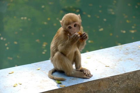 Rhesus monkey, monkey cave, Thailand