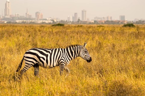 Isolated zebra in the savannah countryside of Nairobi Park in Kenya