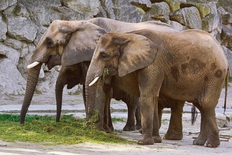Asiatic Elephants (Elephas Maximus) Eating the Grass Vienna, Austria