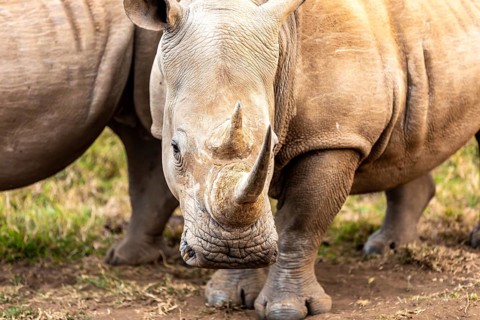 White rhinoceros or square-lipped rhinoceros is the largest extant species of rhinoceros. South