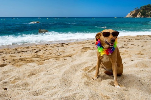 Relaxing dog at the beach with flowers garland