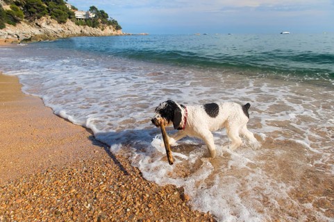Dog playing with stick in the sea