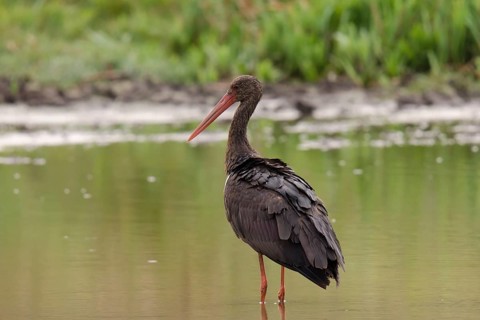 Black stork foraging