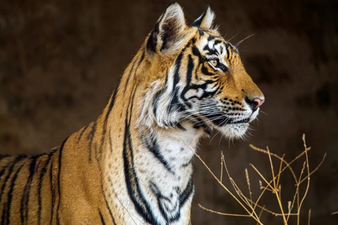 Royal Bengal tiger (Panthera tigris tigris), tigress Mutschili, India
