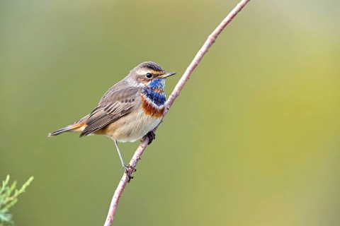 Bluethroat (Luscinia svecica), (Luscinia svecicus), Rhineland-Palatinate, Germany