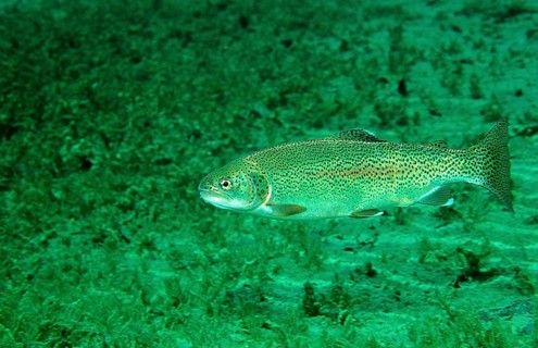 Rainbow trout, Oncorhynchus mykiss, Germany, Bavaria
