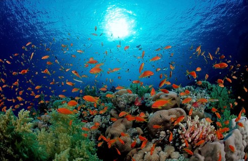 Hawksbill and coral reef, Pseudanthias squamipinnis, Egypt, Zabargad, Zabarghad, Red Sea