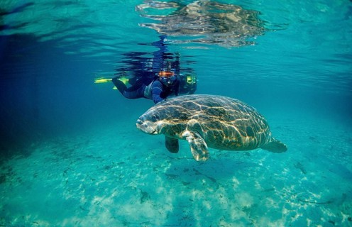 Round-tailed manatee and snorkeller, Trichechus manatus latirostris, USA, Florida, FL, Crystal