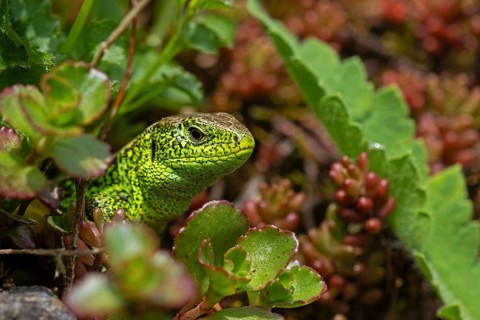 Sand lizard, (Lacerta agilis), climbs on rock, animal, animals, reptile, reptiles, scaly lizards,