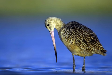 Birds, marbled godwit, (Limosa fedoa), searches for prey in water, biotope, habitat, USA, Florida,