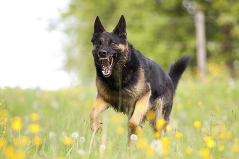 Attacking dog. Aggressive German shepherd dog running nearby with mouth open and showing teeth