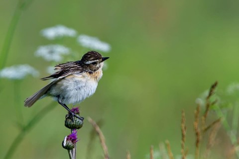 Whinchat (Saxicola rubetra)