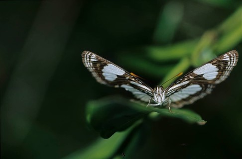 Tropical spotted moth (Nymphalidae)