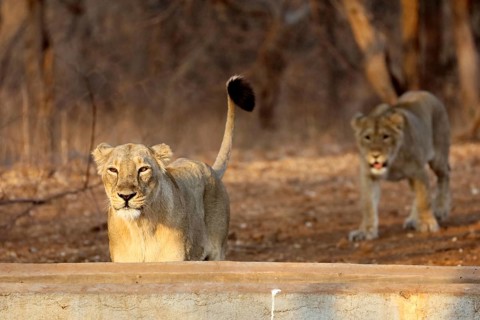 Lion cub, sasan gir, Gujarat, India, Asia