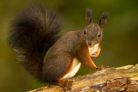 Squirrel (Sciurus vulgaris)