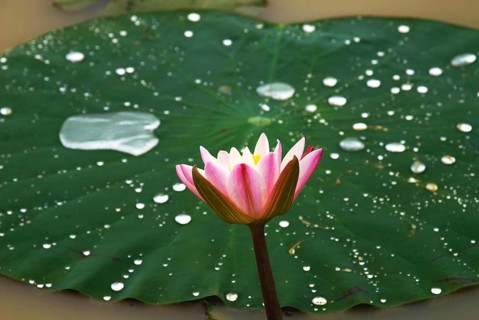 Lotus nelumbo nucifera