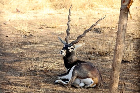 Black buck, sasan gir, Gujarat, India, Asia