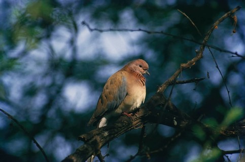 Birds, brown dove or little brown streptopelia senegalensis sitting on branch
