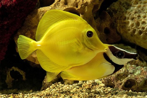 Fishes, Yellow Tang Fish in a fish tank
