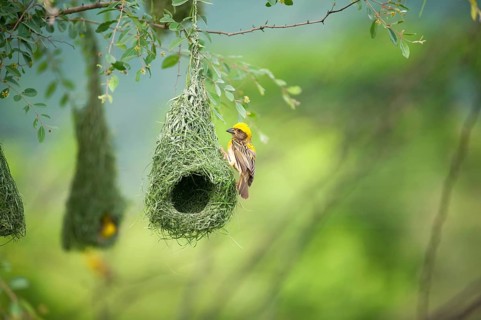 Baya weaver nest indian birds wild life india