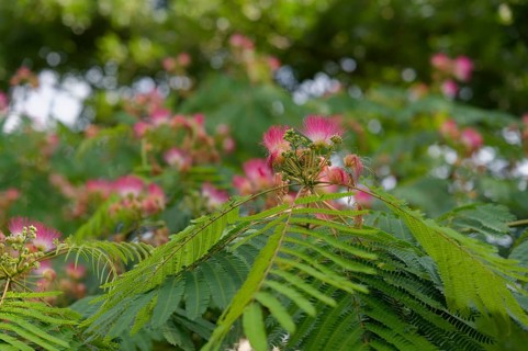 Silk tree (Albizia julibrissin), ornamental plant, silk acacia, dormant tree, Bruchsal, Germany